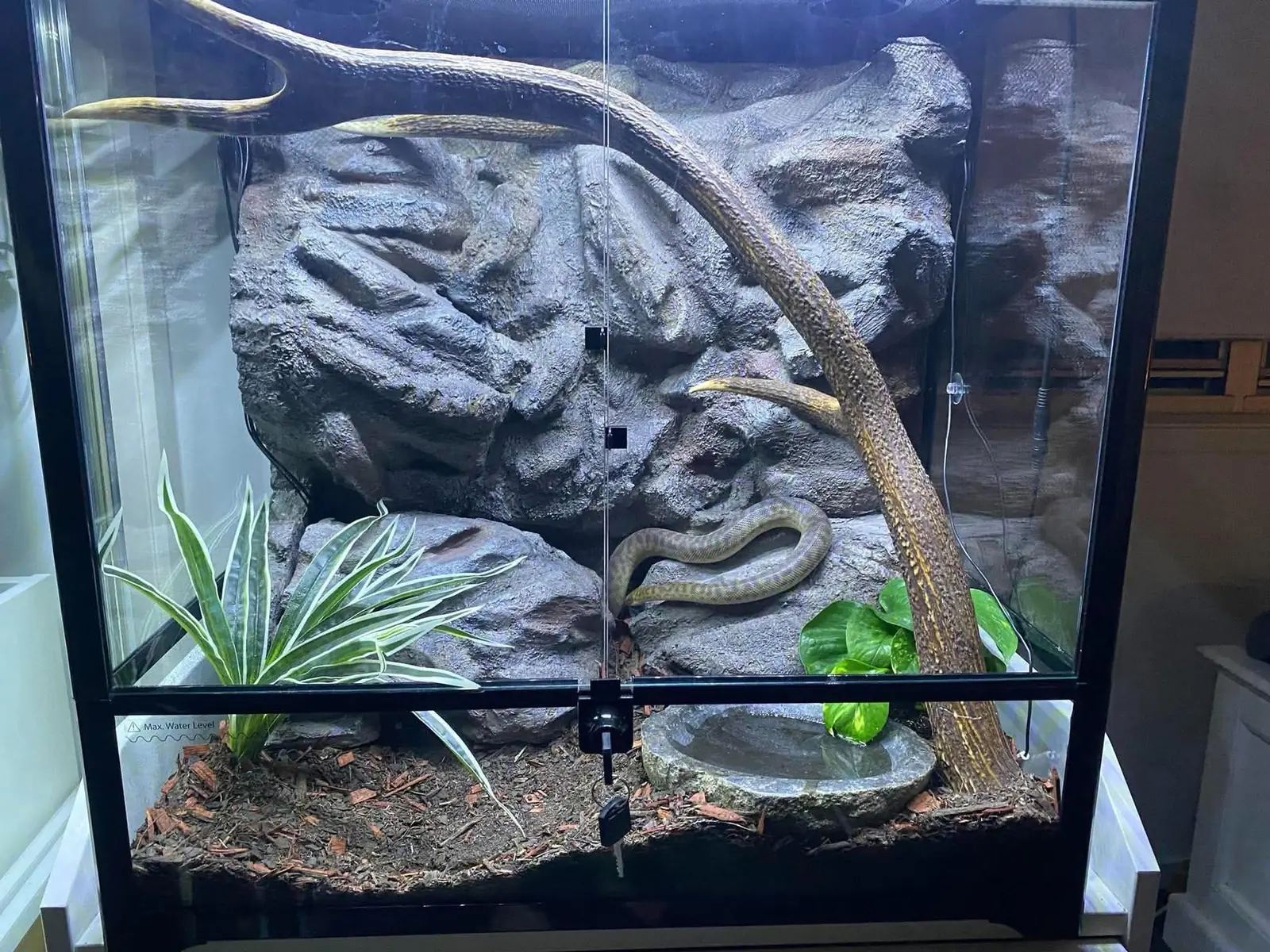 The hide that blends in during the finished 2 × 2 ft spotted python backdrop project