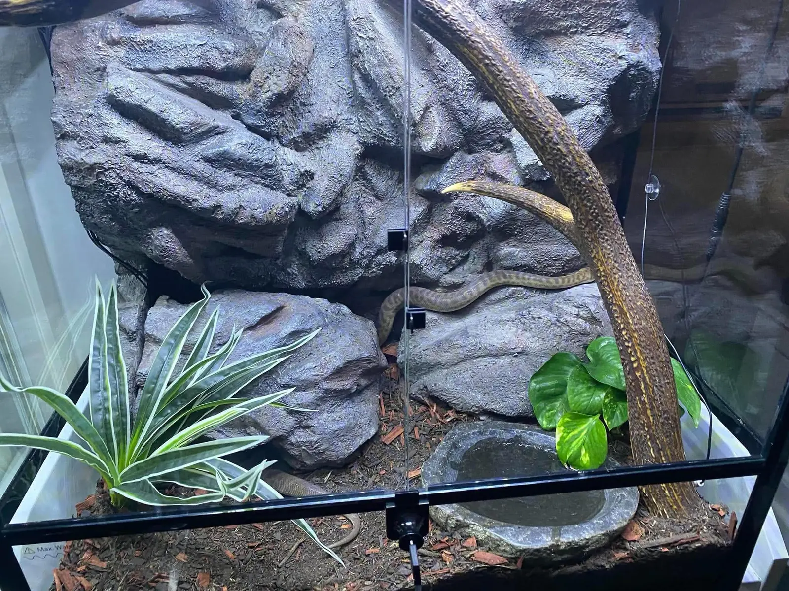 Finished two-foot spotted python enclosure with grey rocky backdrop, branch route and integrated removable hide