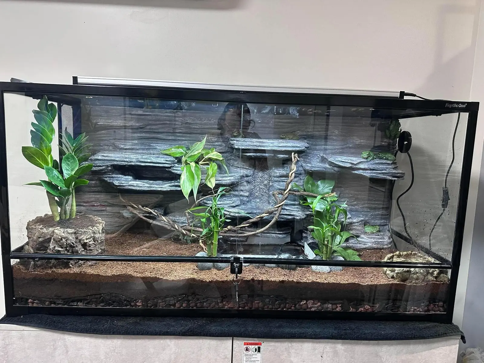 Green tree frog enclosure with a waterfall backdrop made by Oddball Animal Works
