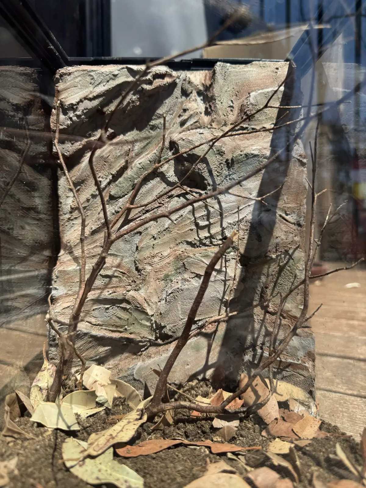 Small nano spider habitat with textured rock wall, leaf litter and fine climbing branches