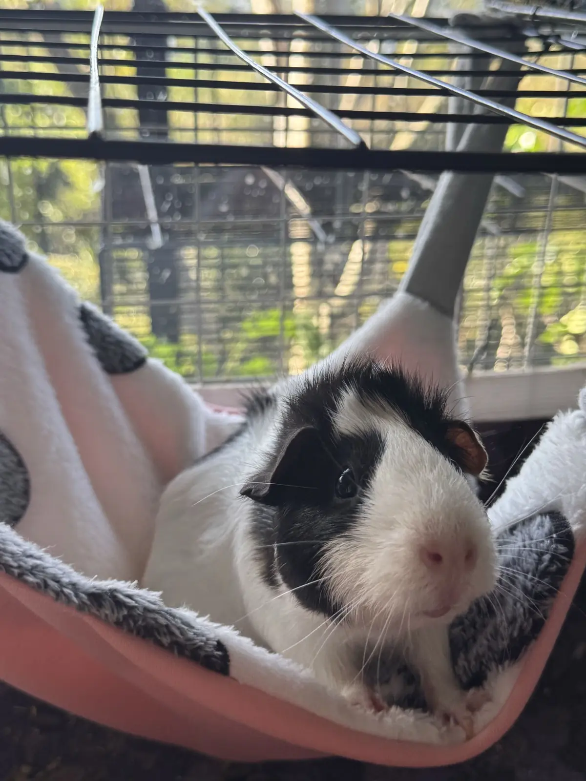 Guinea pig relaxing in an Oddball-made fleece hammock